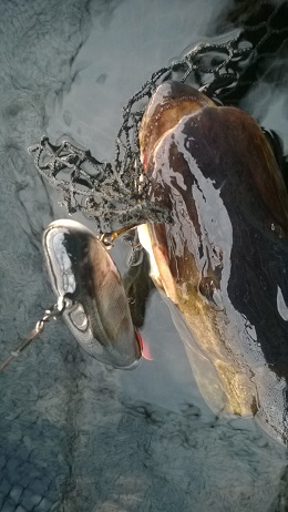 Click to expand / contract the width of this image