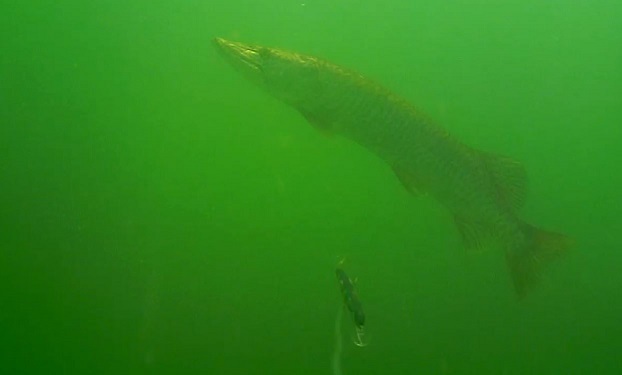 Click to expand / contract the width of this image