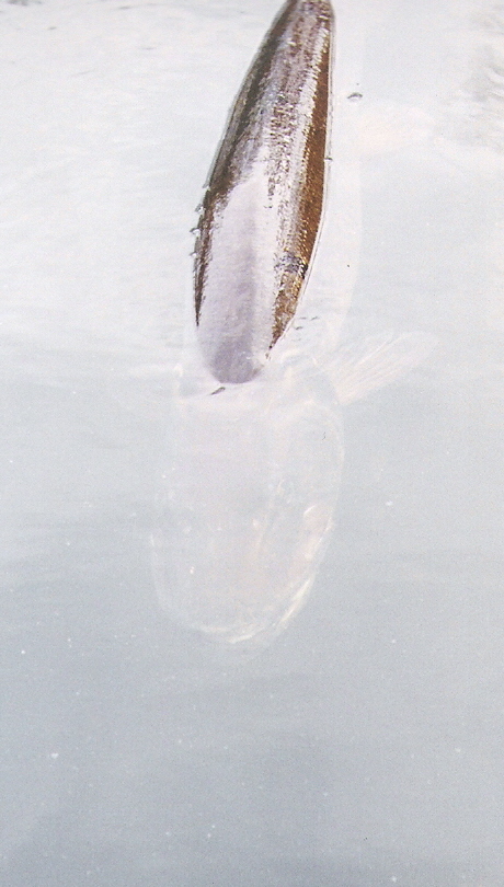 Click to expand / contract the width of this image