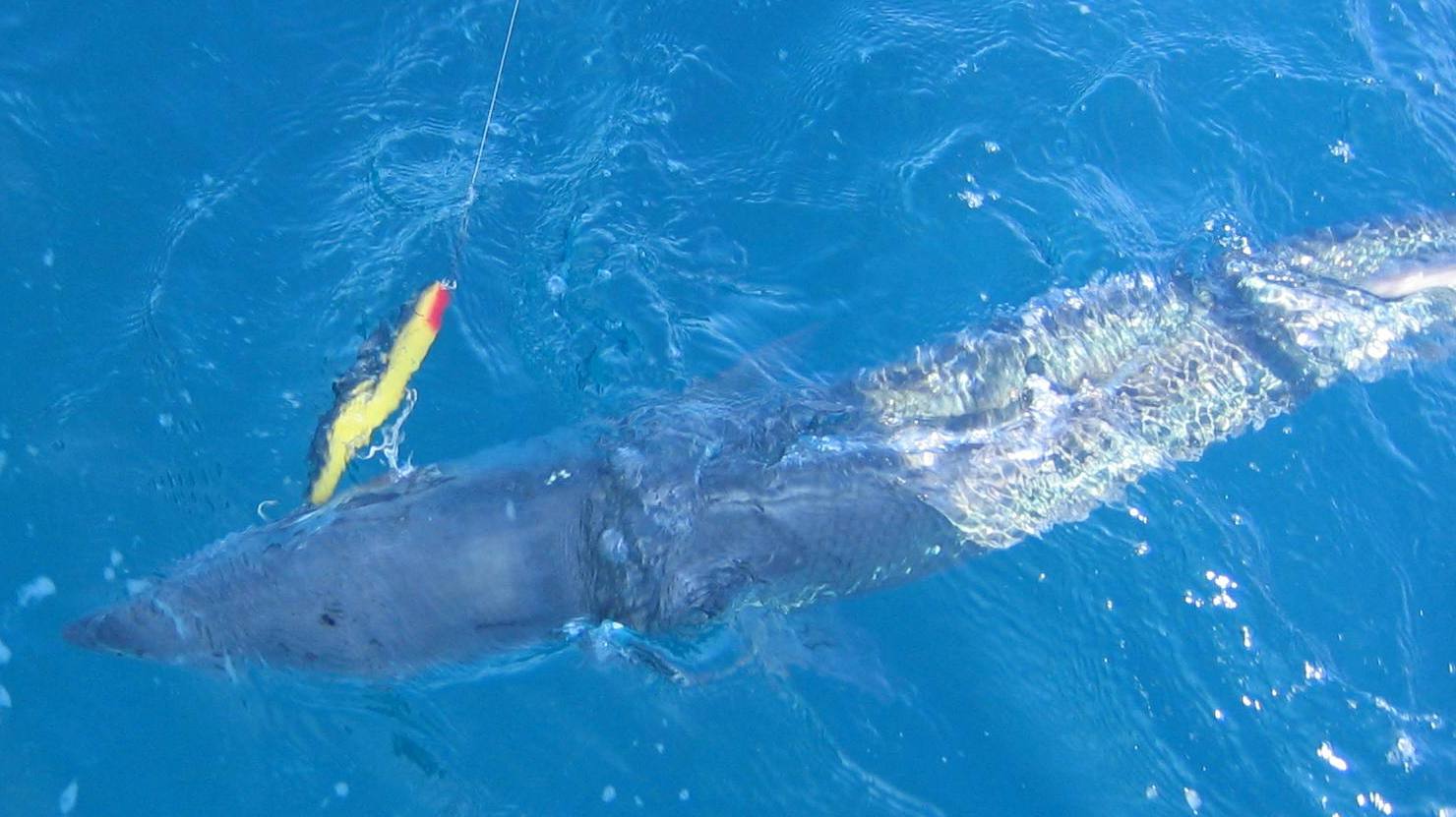 Click to expand / contract the width of this image