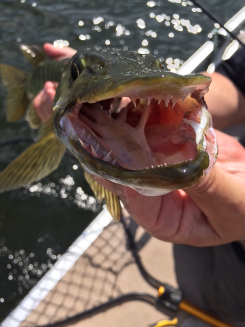 Click to expand / contract the width of this image