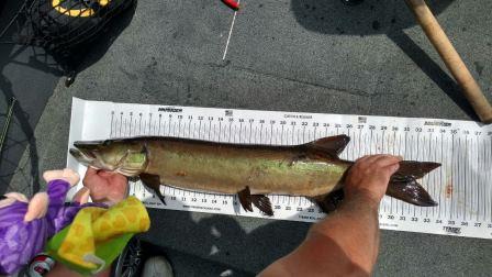 Click to expand / contract the width of this image