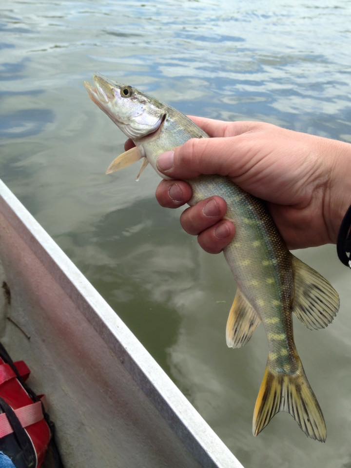 Click to expand / contract the width of this image