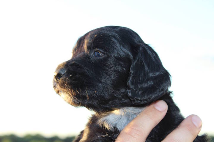 Click to expand / contract the width of this image