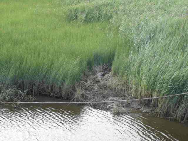 Click to expand / contract the width of this image