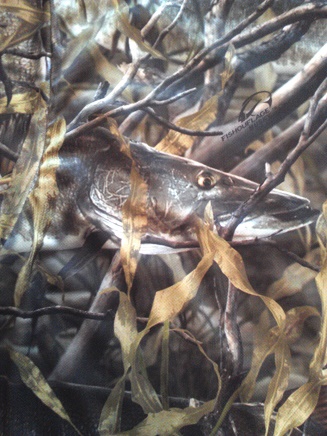 Click to expand / contract the width of this image