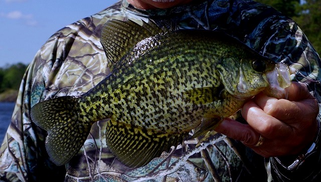 Click to expand / contract the width of this image