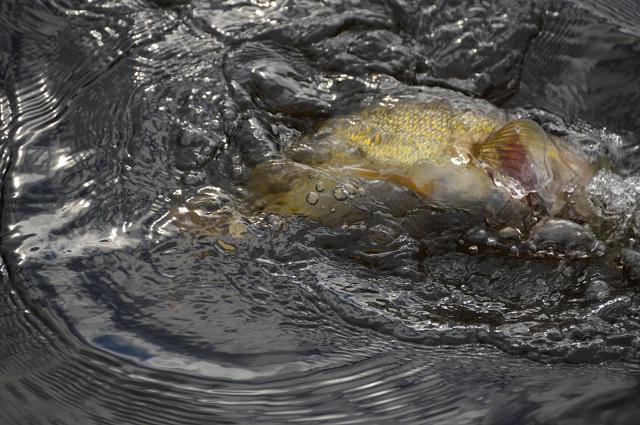 Click to expand / contract the width of this image