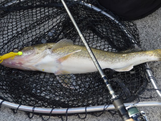 Click to expand / contract the width of this image