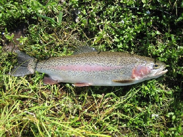 Click to expand / contract the width of this image