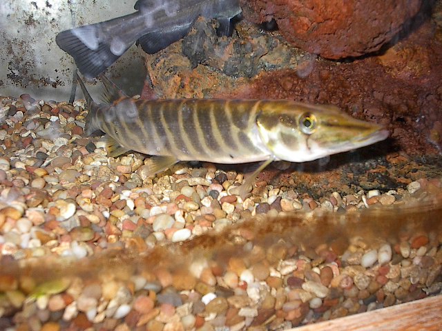 Click to expand / contract the width of this image