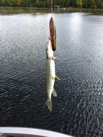 Click to expand / contract the width of this image