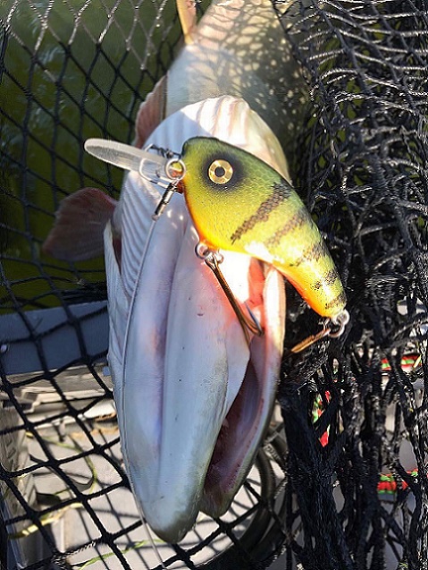 Click to expand / contract the width of this image