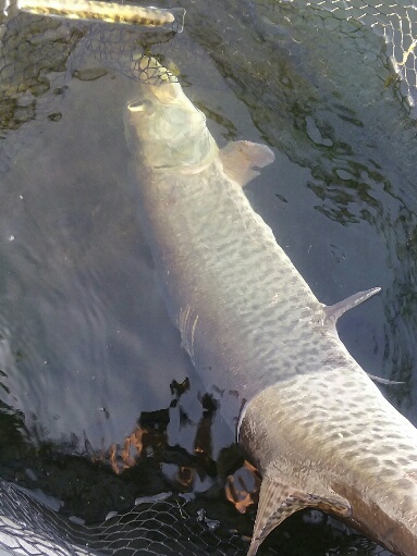 Click to expand / contract the width of this image