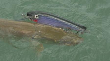 Click to expand / contract the width of this image