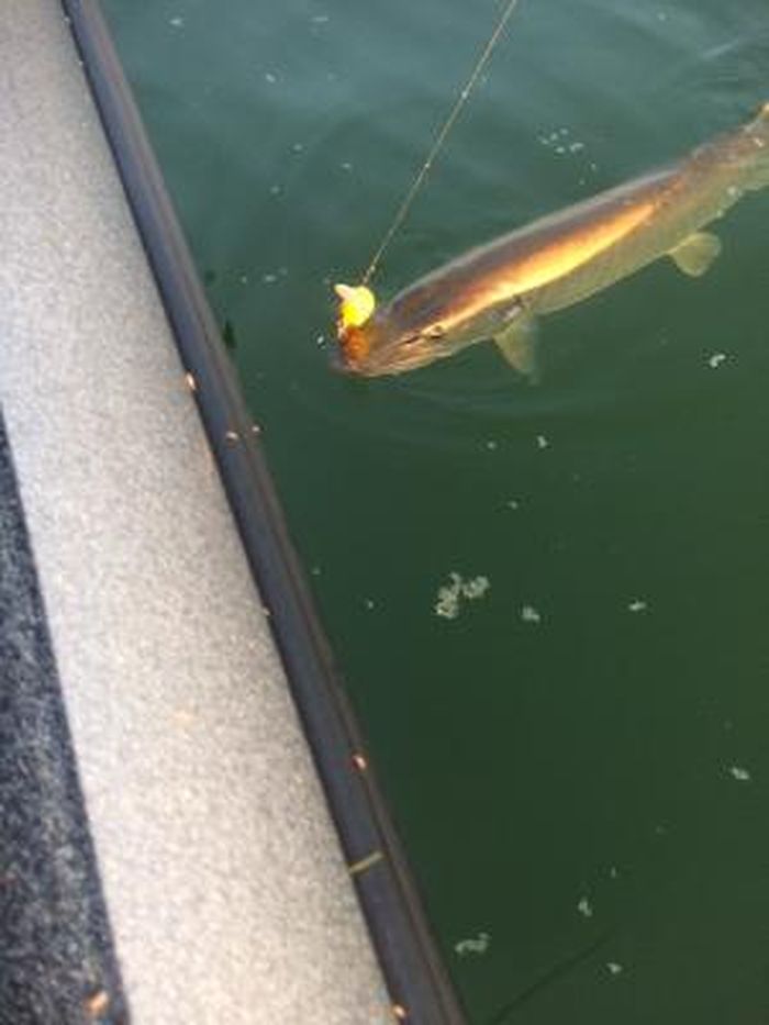 Click to expand / contract the width of this image