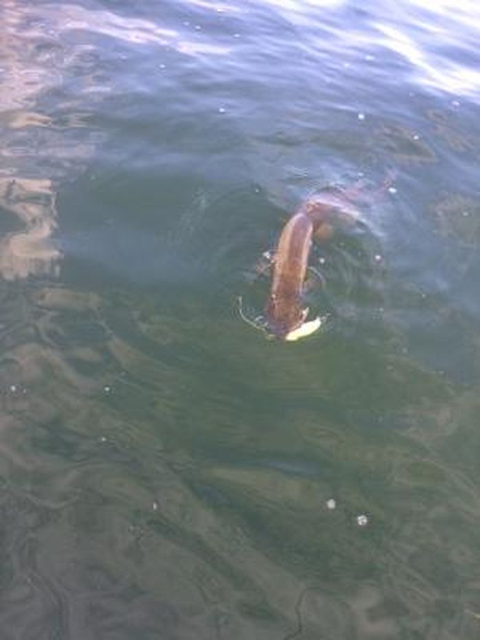 Click to expand / contract the width of this image