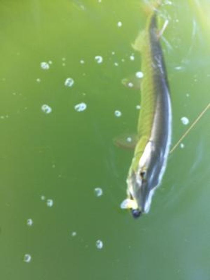 Click to expand / contract the width of this image