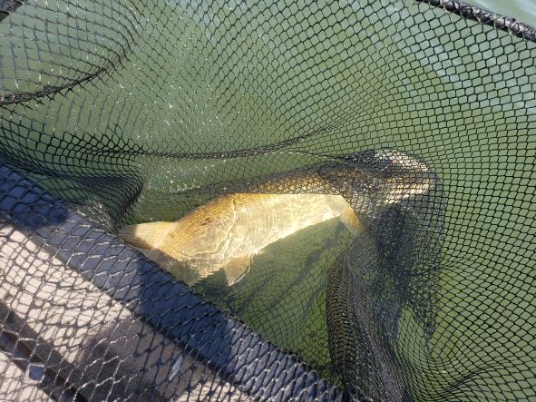 MuskieFIRST  1" OR 2" MUSKY NETTING » General Discussion » Muskie  Fishing