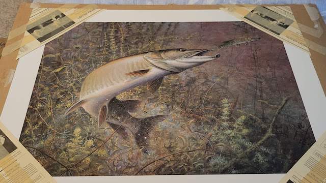 MuskieFIRST  Artist? Who can draw a Musky? » General Discussion » Muskie  Fishing