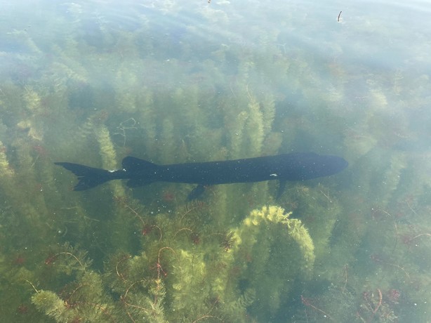 First Little Muskie of the Season! First ever shoepack strain muskie for  me, very exciting! : r/esox