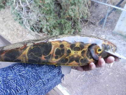 Click to expand / contract the width of this image