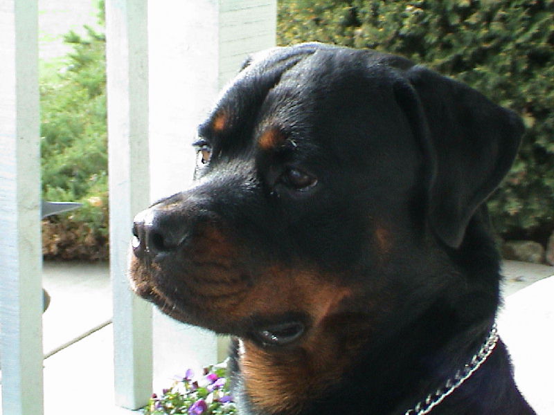 Click to expand / contract the width of this image