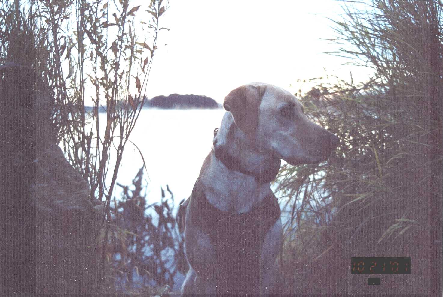 Click to expand / contract the width of this image