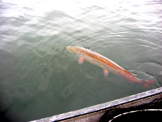 Click to expand / contract the width of this image