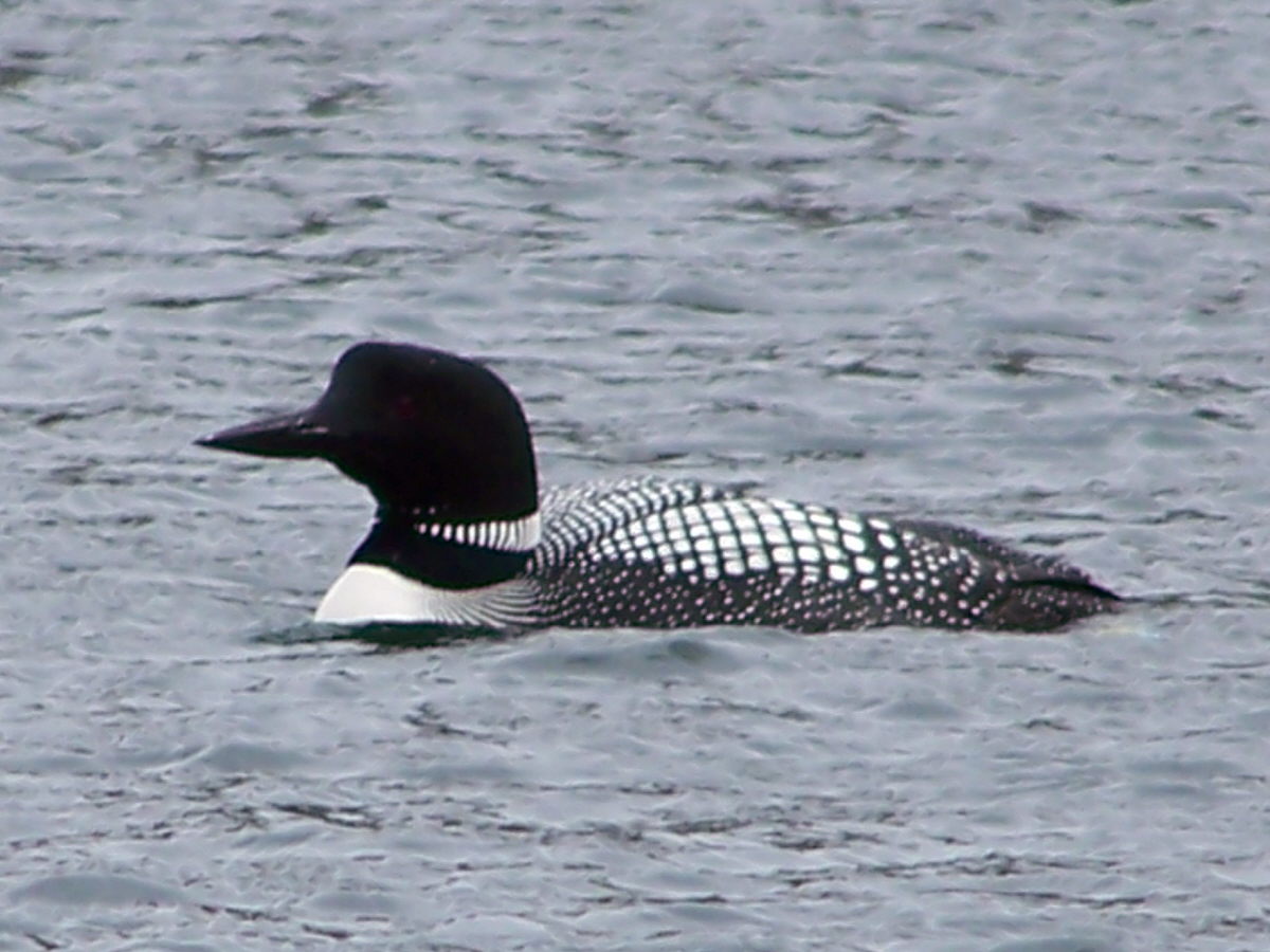 Click to expand / contract the width of this image