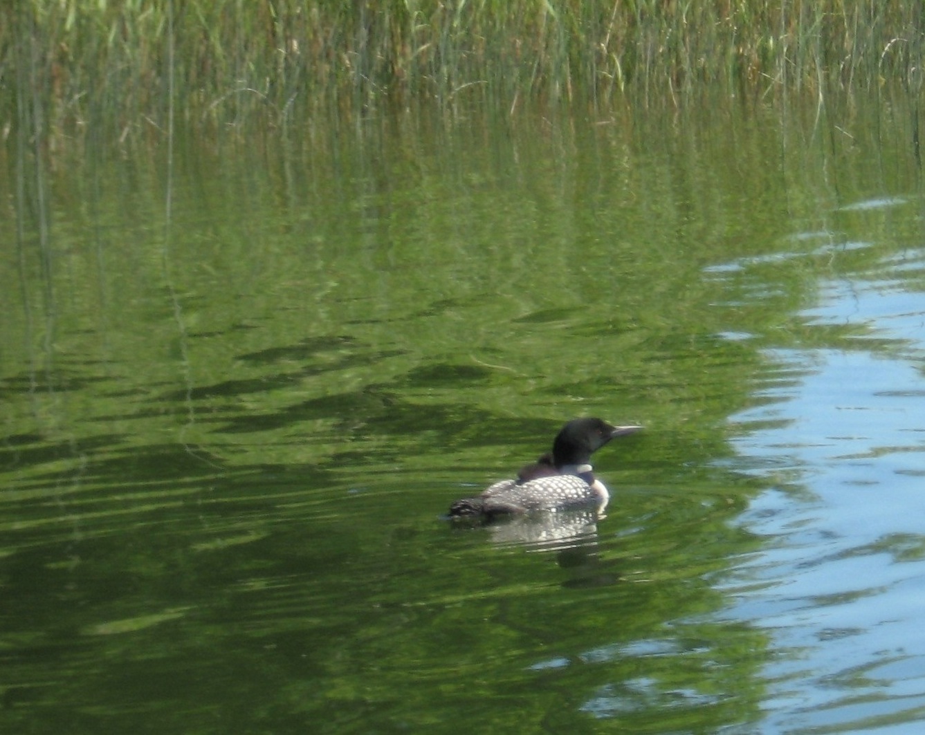 Click to expand / contract the width of this image