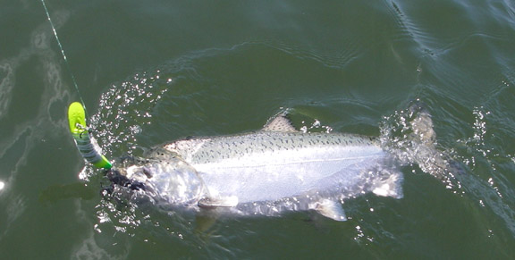 Click to expand / contract the width of this image