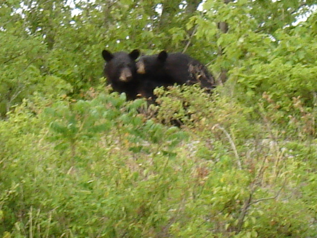 Click to expand / contract the width of this image