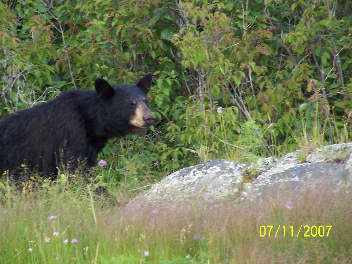 Click to expand / contract the width of this image