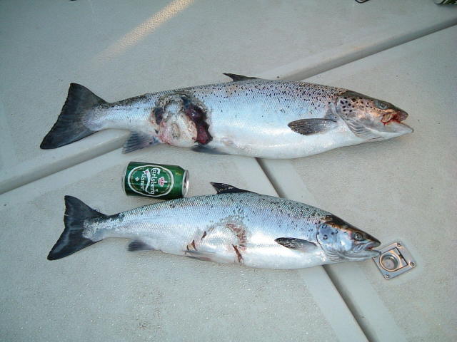 Click to expand / contract the width of this image