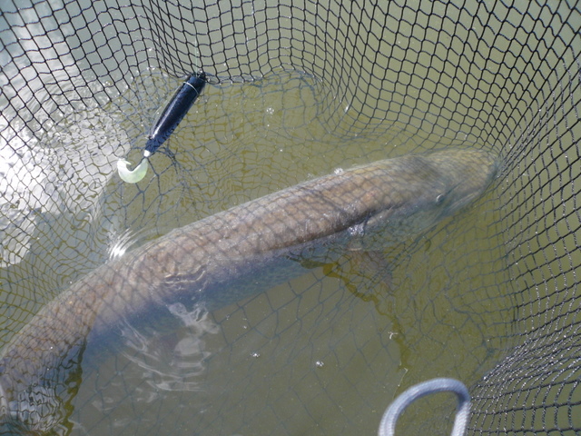 Click to expand / contract the width of this image