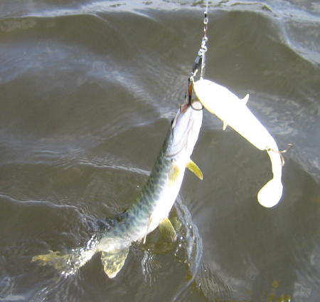 Click to expand / contract the width of this image