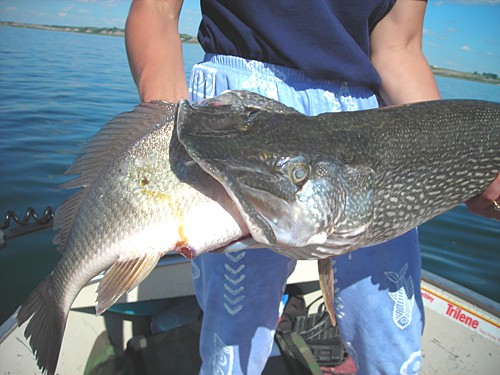 Click to expand / contract the width of this image