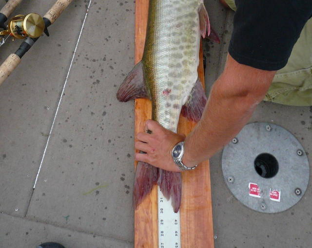 Click to expand / contract the width of this image