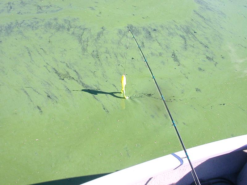 Click to expand / contract the width of this image