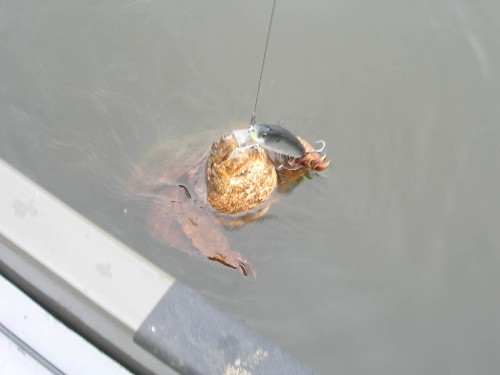 Click to expand / contract the width of this image