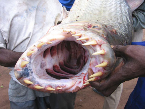 Muskiefirst I Thought Muskie Teeth Were Big General Discussion Muskie Fishing