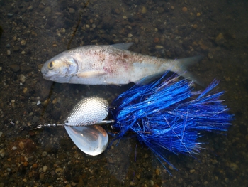 Click to expand / contract the width of this image