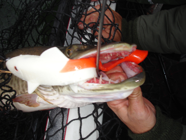 Click to expand / contract the width of this image