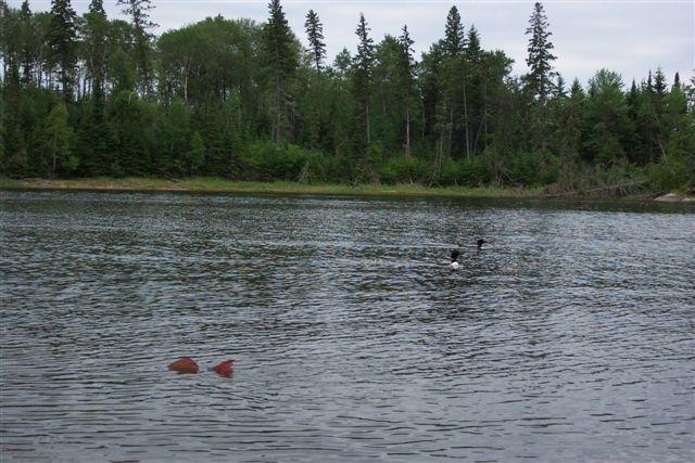 Click to expand / contract the width of this image