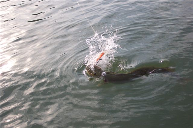 Click to expand / contract the width of this image