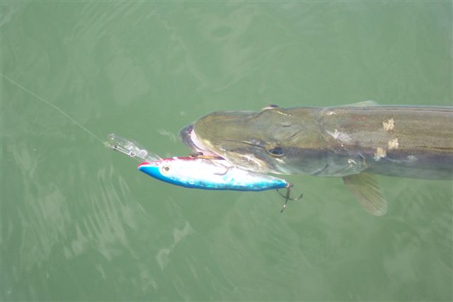 Click to expand / contract the width of this image