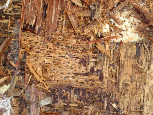 Click to expand / contract the width of this image