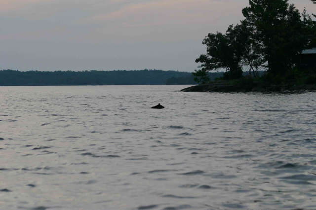 Click to expand / contract the width of this image