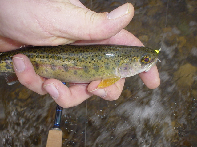 Click to expand / contract the width of this image